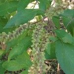 Ocimum gratissimum Leaf