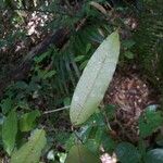 Caraipa densifolia Leaf