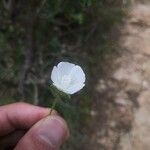 Malva setigeraFlower