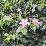 Cryptostegia madagascariensis Flower