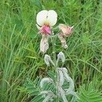 Tephrosia virginiana Habit