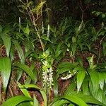 Calanthe balansae Habit