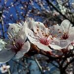 Prunus armeniaca Flor