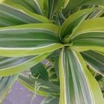 Dracaena fragrans Leaf