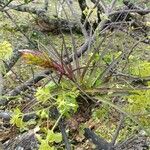 Tillandsia fasciculata Цвят