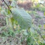 Prunus padus পাতা