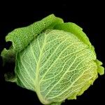 Brassica oleracea Leaf