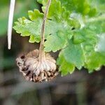 Tanacetum parthenium Meyve