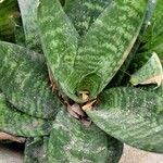 Sansevieria hyacinthoides Folla