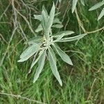 Elaeagnus angustifolia Blad