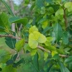 Hymenocardia acida Fruit