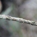 Seriphium passerinoides Bark
