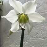 Eucharis amazonica Λουλούδι