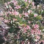 Arctostaphylos pringlei