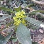 Daphne laureola Flower