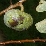 Annona cherimola Fruit