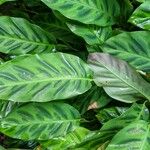 Calathea concinna