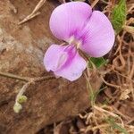 Vigna frutescens Blüte
