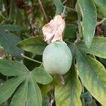 Passiflora caeruleaFrugt