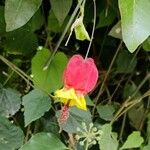 Abutilon megapotamicumᱵᱟᱦᱟ