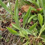 Centaurea uniflora Leaf