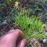 Lycopodium complanatum Feuille