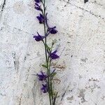 Delphinium peregrinum Цвят