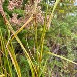 Scirpus cyperinus Bark