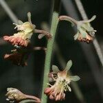 Reseda scoparia Цветок