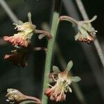 Reseda scoparia Blomst