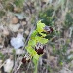 Ophrys lupercalis Цвят