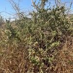 Solanum arundo Yeri