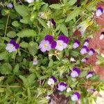 Viola tricolor Blomma