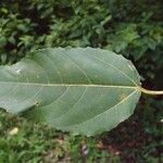 Ficus lateriflora Лист