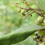 Maesa lanceolata Fruit