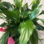 Spathiphyllum wallisiiLapas