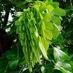 Albizia lebbeck Blad