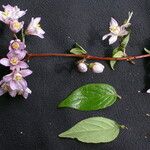 Deutzia staminea Hábitos