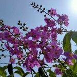 Lagerstroemia speciosa Fiore