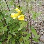 Aureolaria virginica Fleur