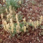Astragalus gibbsii Pokrój