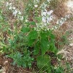 Salvia sclareaPlante entière