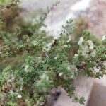 Maireana brevifolia 花