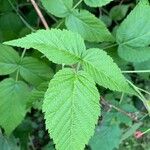 Rubus occidentalisFolha