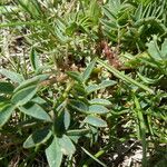 Astragalus australis Foglia