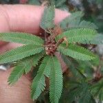 Calliandra selloi List