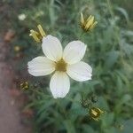 Bidens aurea Flor