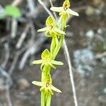 Habenaria tridactylites Blodyn