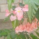 Begonia aconitifolia Blomma