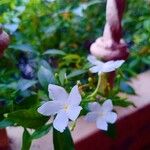 Wrightia antidysenterica फूल